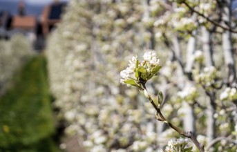 Lush apple trees in full bloom line a quaint village street in Switzerland, capturing the essence