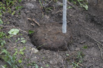 A garden spade stands inserted in soil next to a freshly dug-up clump of earth containing exposed