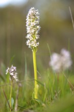 A single wild orchid stands tall in a vibrant green meadow. The delicate white flowers are captured
