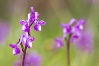 Delicate orchids in full bloom capture the essence of spring. A vibrant display of nature beauty