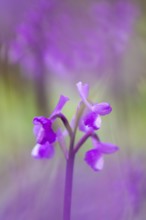 A close up of vibrant orchids against a dreamy, blurred background. The soft focus and gentle