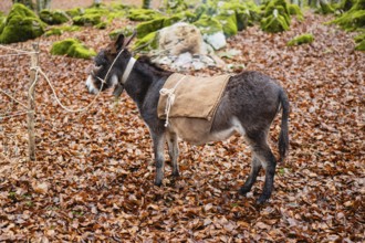 A donkey stands on a magic forest floor covered with autumn leaves. Tied to a wooden post, it wears