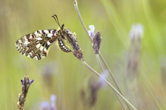 A close up shot of a butterfly perched on delicate orchid flowers. The colorful patterns on its