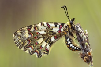 Stunning close up of a colorful butterfly with intricate patterns resting on a orchid. Captures the