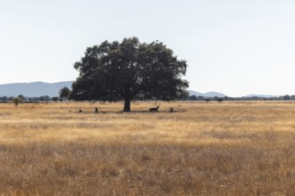 Serene scene of a herd of deers grazing by an oak tree at sunset in Cabaneros National Park,
