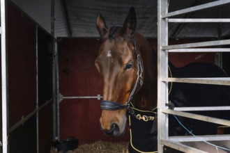 A show horse in classical dressage gear peers out from a stable stall, adorned with elegant harness