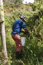 A farmer collects ripe blackberries in a lush Colombian field He wears casual work attire and holds