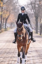 A skilled rider in formal attire guides a majestic horse down a tree-lined path, highlighting the