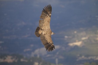 A majestic griffon vulture with outstretched wings soars gracefully above scenic valleys in