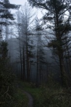 A serene forest pathway under misty evening skies. The tall, bare trees and dense fog create an