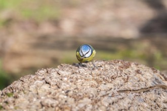 A vibrant Blue Tit showcases its colorful plumage while perched atop a textured log, set against a