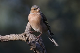 Small Common Chaffinch, Fringilla coelebs, with a reddish-brown plumage sits on a tree branch,