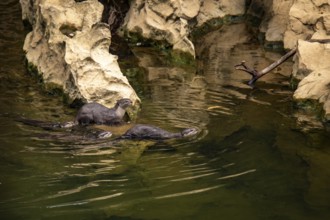 A pair of nutrias gracefully swim near rocky formations in a serene water body at Khao Sok National