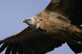 A detailed close-up of a griffon vulture in flight, highlighting its textured feathers, sharp beak,