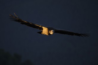 A majestic griffon vulture soaring with its expansive wings spread wide, highlighted by the soft