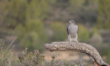 A majestic Northern Goshawk female perched on a weathered curved branch, set against a blurred