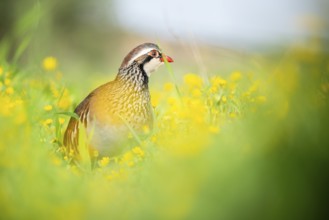 A red-legged partridge stands elegantly amidst vibrant yellow wildflowers in a lush green meadow,