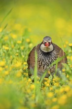 A red-legged partridge is observed in a lush meadow Its intricate plumage is highlighted against a