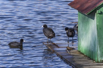A group of Eurasian coots gathers near a small green dock on the calm waters of Lisi Lake. The