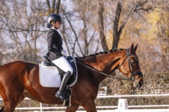 An equestrian athlete in formal attire demonstrates classical dressage on a brown horse, showcasing
