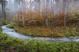 A serene stream flows through a misty forest in Hintersee, surrounded by vibrant autumn foliage The