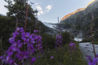 Purple wildflowers in the foreground frame a breathtaking view of a glacier in Norway's mountains