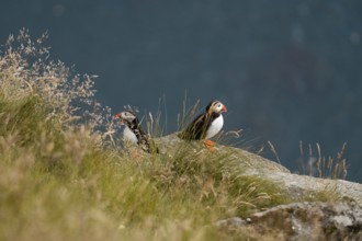 Two Atlantic puffins, Fratercula arctica, perched on a grassy, rocky cliff in Norway The image