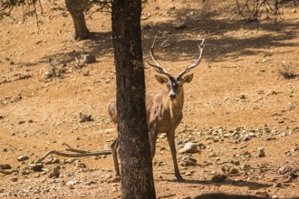 A deer peers curiously from behind a tree in a sunlit, rocky forest. The natural setting highlights