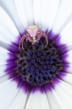 A pink crab spider rests at the center of an African daisy, Osteospermum, blending perfectly with