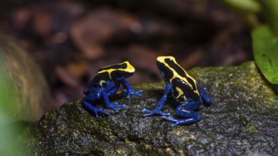Two dyeing poison dart frogs (Dendrobates tinctorius) displaying vibrant blue and yellow colors,