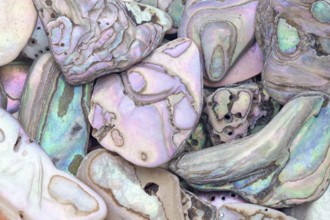 A detailed macro shot of abalone shell fragments in various shapes and sizes, showcasing their