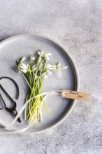 Top view of fresh spring snowdrops laid on a textured gray plate, accompanying old scissors and a