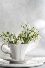Delicate spring snowdrops showcased in an ornate white cup, set on a matching saucer with a gentle,