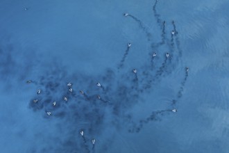 Aerial photo of Mallard ducks swimming in unison across the serene waters of Toledo Lagoons, Spain,