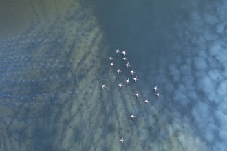 Aerial view of flamingos at Toledo Lagoons, Spain. The tranquil scene captures pink flamingos