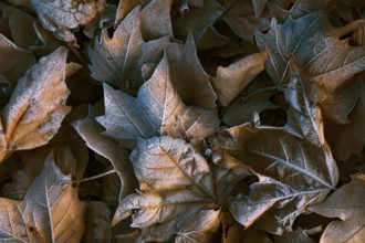 A detailed close-up of maple leaves covered with morning frost, highlighting the textures and