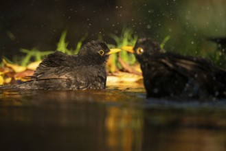 Two common blackbirds, Turdus merula, splashing water around as they bathe in a small garden pond,