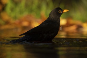 A common blackbird, also known as Turdus merula, is captured drinking water from a serene pond. The