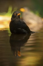 A stunning capture of a common blackbird (Turdus merula) with vivid orange beak details, reflected