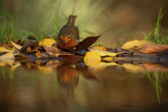A European robin rests amidst colorful autumn leaves reflected in a serene water pool, capturing