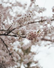 Close-up image of delicate pink cherry blossoms in bloom, set against a blurred floral background,