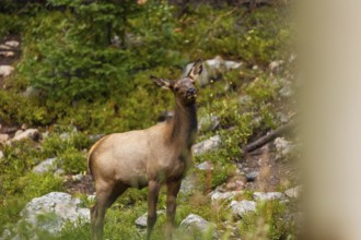 An elk stands alert amidst the wild terrain of Colorado, surrounded by lush greenery and rocky