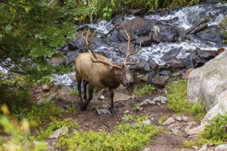 An elk in its natural habitat by a vibrant mountain stream surrounded by rocky terrain and lush