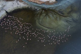 Stunning aerial view of a flock of flamingos gracefully wading in the lagoons of Toledo, Spain. The