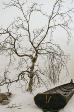 An art installation inside a Swedish Lapland ice hotel showcases a wooden boat and intricate tree