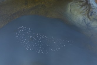 An aerial view of a flock of flamingos, gracefully floating on the calm waters of Toledo Lagoons,