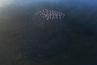 An aerial view captures a flock of greater flamingos gracefully moving across the Toledo Lagoons in