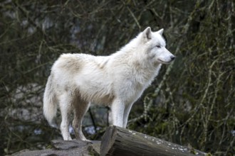 An Arctic wolf, distinguished by its thick white coat, stands alert on a wooded log, showcasing its