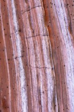 This image features a detailed close-up view of a red rock surface, showcasing its multi-tonal