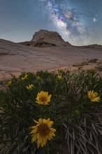 Nighttime capture of the Milky Way over vibrant Desert Sunflowers (Geraea canescens) in Coyote